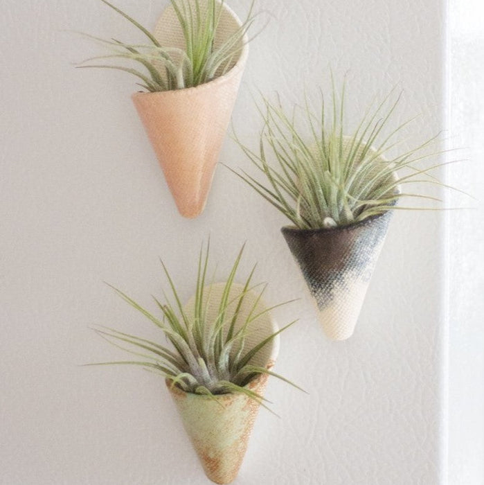 Three air plants in decorative cone pots on a light gray wall.