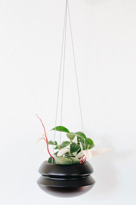Hanging black planter with green plant and red flowers on a white background