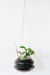 Hanging black planter with green plant and red flowers on a white background