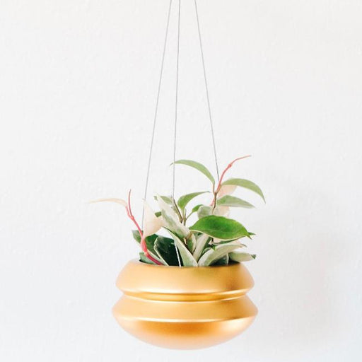 Hanging gold planter with a plant on a white background