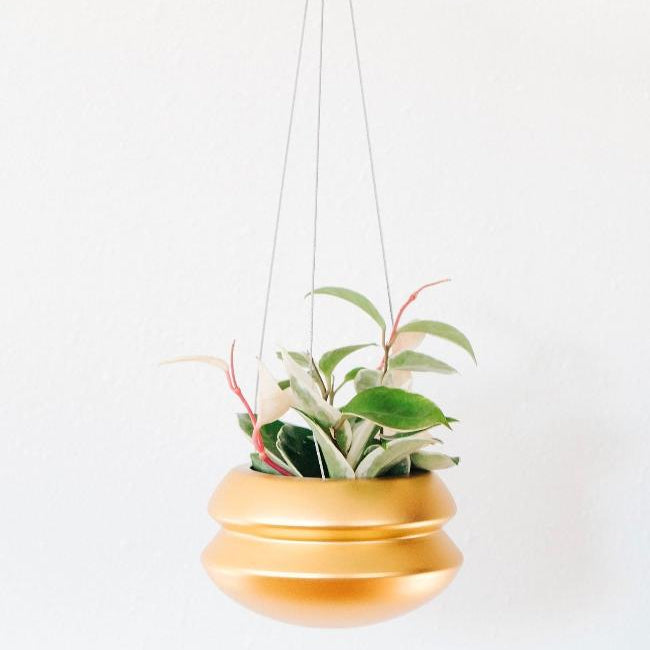 Hanging gold planter with a plant on a white background