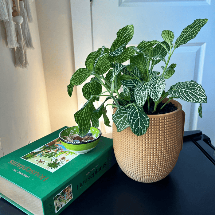 Grid Design Wall Planter with Drip Tray
