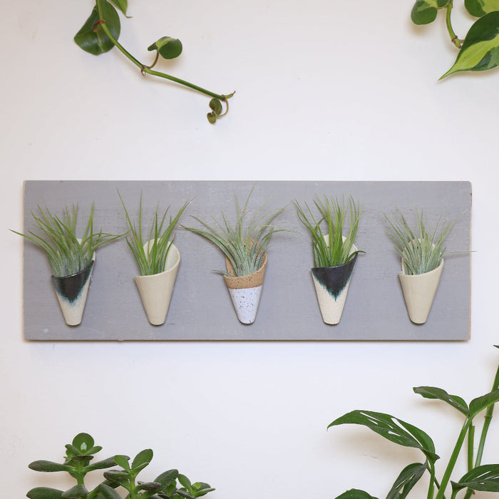 Plants in white pots on a gray board against a white wall
