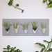 Plants in white pots on a gray board against a white wall