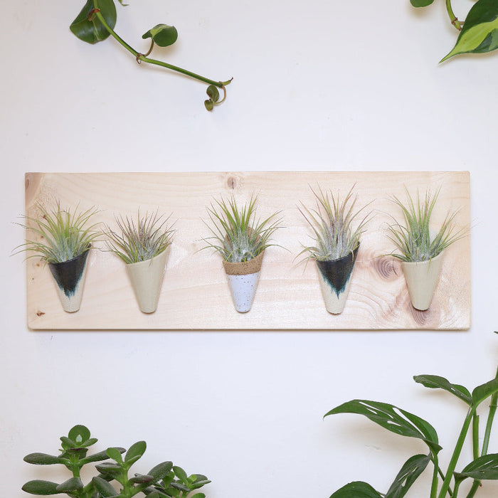 Potted plants on a white wall with a wooden panel featuring small plants.