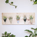 Potted plants on a white wall with a wooden panel featuring small plants.