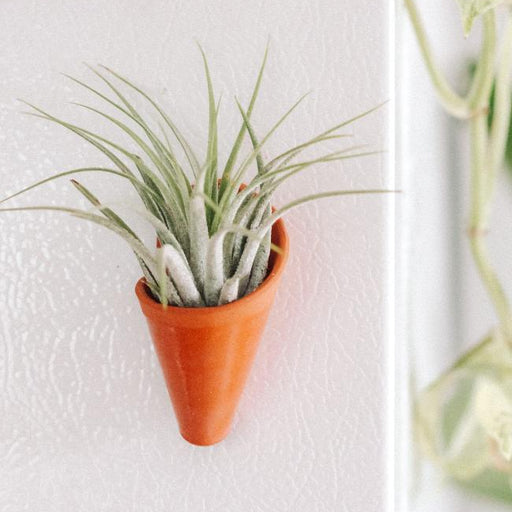 Small terracotta pot with a plant on a white wall, featuring a General Electric logo.