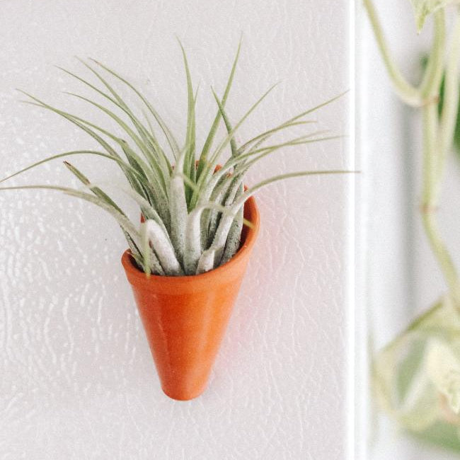Small terracotta pot with a plant on a white wall, featuring a General Electric logo.