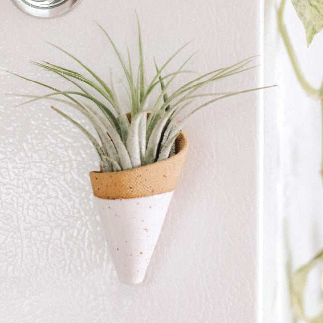 Small cone-shaped wall planter with air plants on a white wall with a GE thermostat.