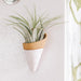 Small cone-shaped wall planter with air plants on a white wall with a GE thermostat.