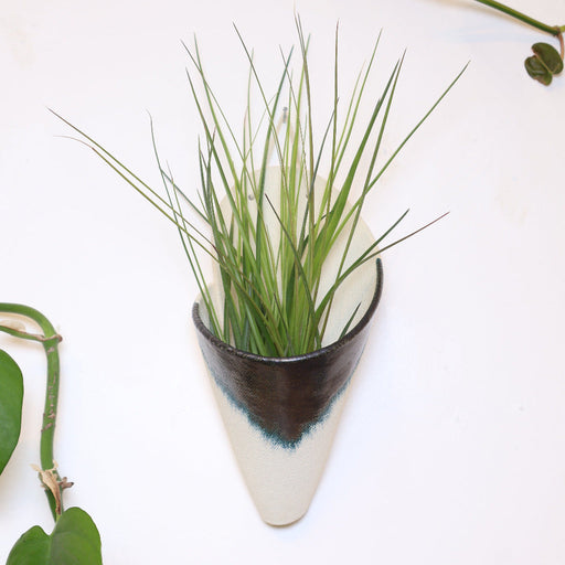 Tall green plant in a white and black pot on a white background