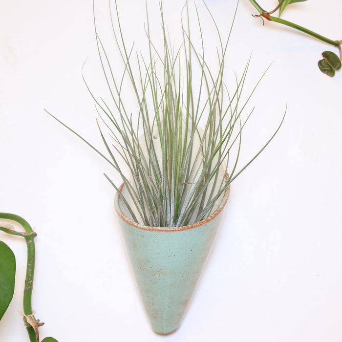 Tall green plant in a turquoise ceramic pot on a white background