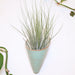 Tall green plant in a turquoise ceramic pot on a white background