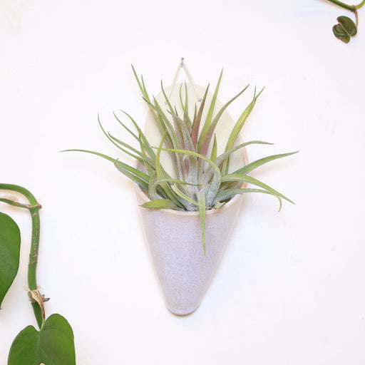 Tall, narrow white planter with green air plant on a light background