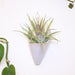 Tall, narrow white planter with green air plant on a light background
