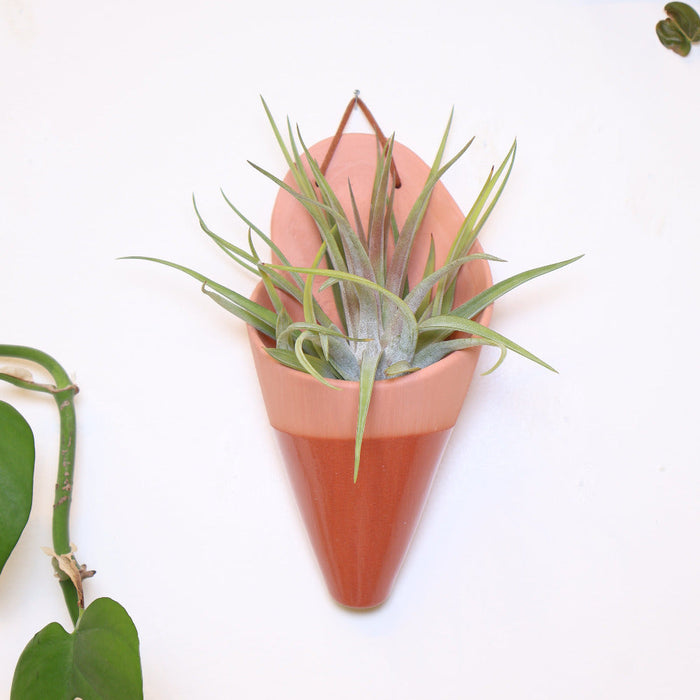 Tall, thin plant in a terracotta cone pot on a white background