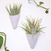 Two air plants in white conical pots on a light background