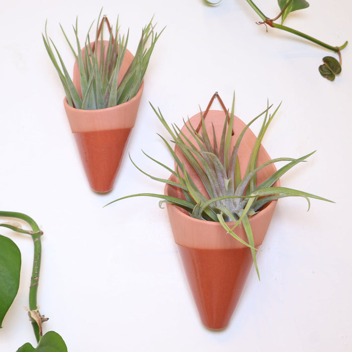 Two terracotta cone-shaped planters with air plants on a white background