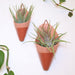 Two terracotta cone-shaped planters with air plants on a white background