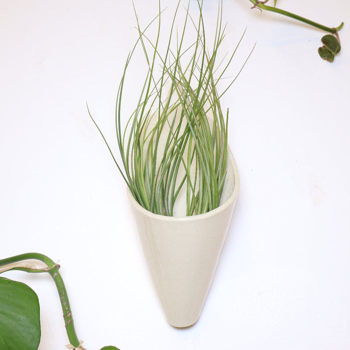 Green plant in a white pot on a white background