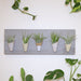 Potted plants on a white wall with a decorative panel featuring small plants.