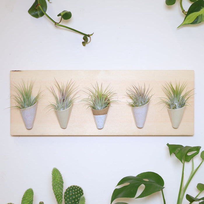 Wooden board with air plants and potted plants on a white surface