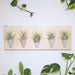 Wooden board with air plants and potted plants on a white surface
