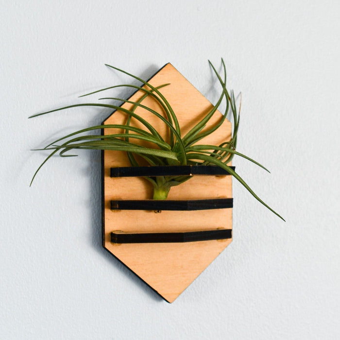 Wooden tie-shaped planter with air plants on a light gray background