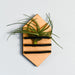 Wooden tie-shaped planter with air plants on a light gray background