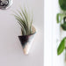 Trendy air plant holder on a white wall with a GE logo.