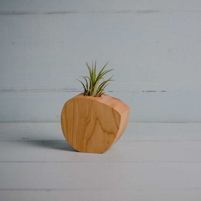 Little Air Plant Holder