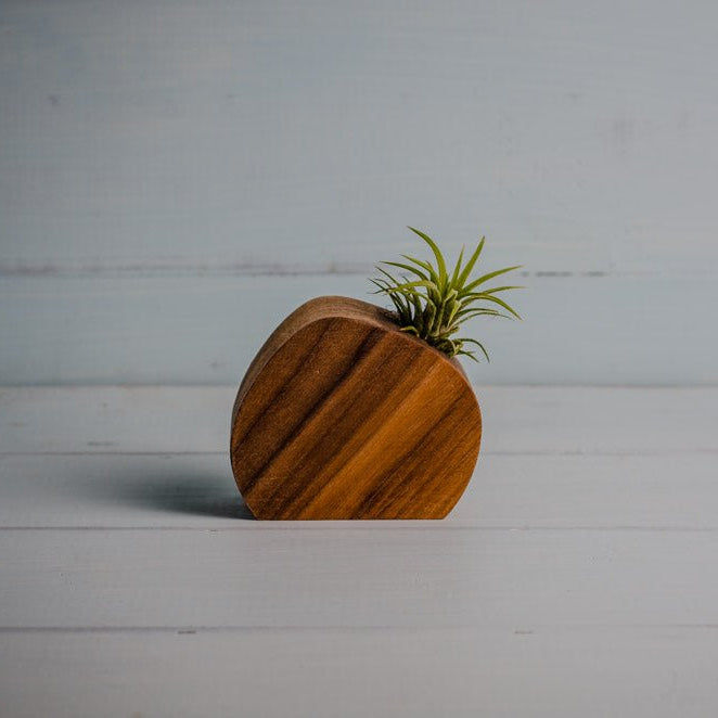 Little Air Plant Holder