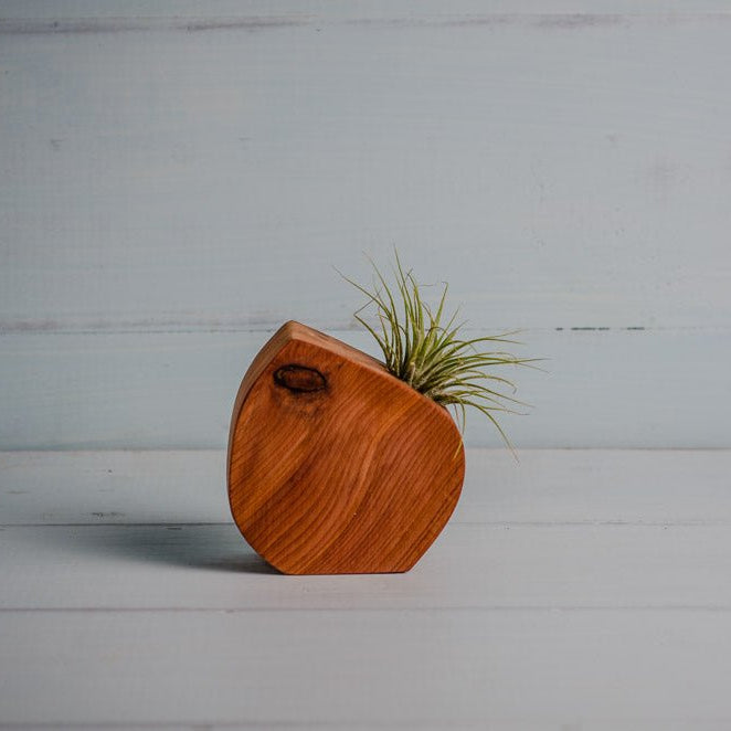 Little Air Plant Holder