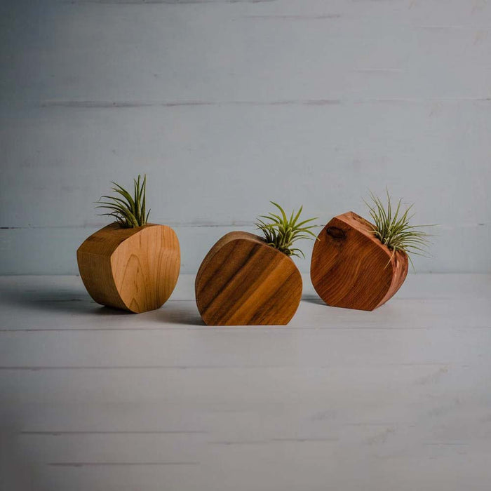 Little Air Plant Holder