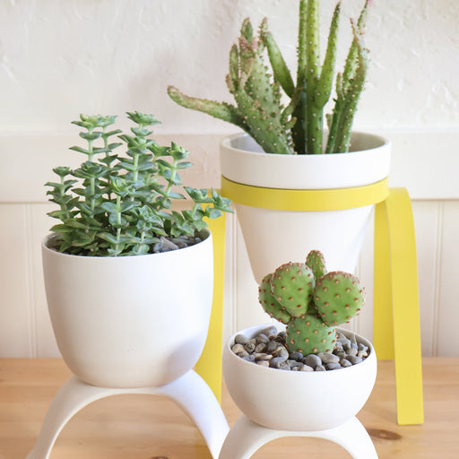 Three potted plants on a wooden surface with a white wall background