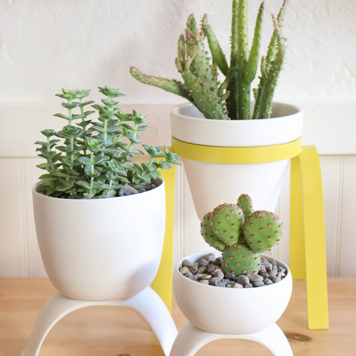 Three potted plants on a wooden surface with a white wall background
