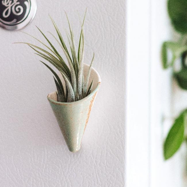 Small cone-shaped planter with a succulent on a white wall