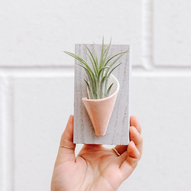 Hand holding a small air plant in a pink cone-shaped holder against a white tiled wall.