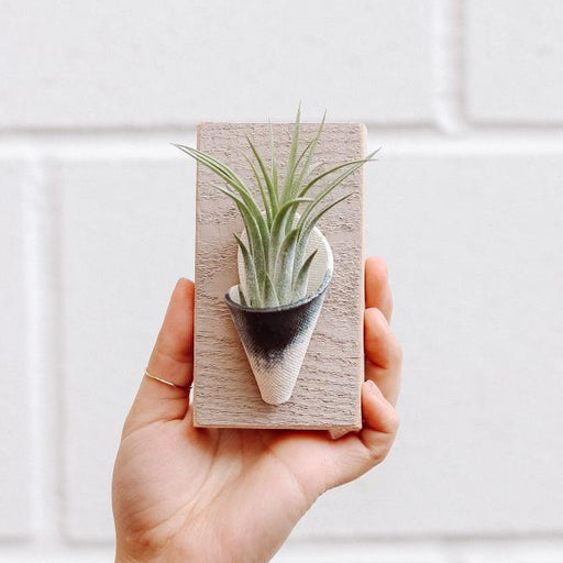 Hand holding a small plant in a pot against a white tiled wall