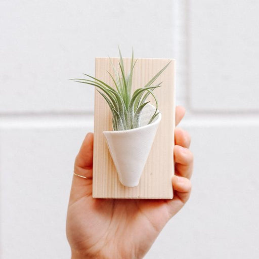 Hand holding a small wooden frame with a white cone-shaped planter and a green air plant against a light background.