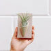 Hand holding a small wooden box with an air plant inside against a white tiled wall.
