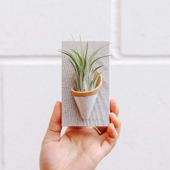 Hand holding a small plant in a cone-shaped pot against a white tiled wall.